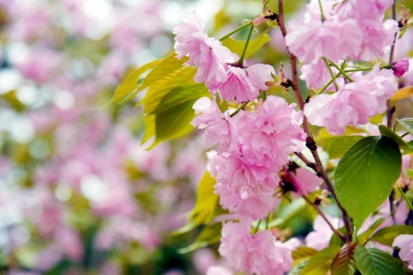 司園春景盛，奮進(jìn)正當(dāng)時(shí)