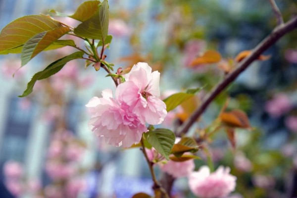 司園春景盛，奮進(jìn)正當(dāng)時(shí)
