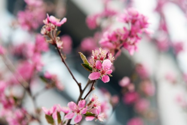 司園春景盛，奮進(jìn)正當(dāng)時(shí)