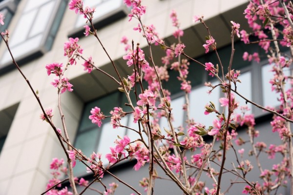 司園春景盛，奮進(jìn)正當(dāng)時(shí)